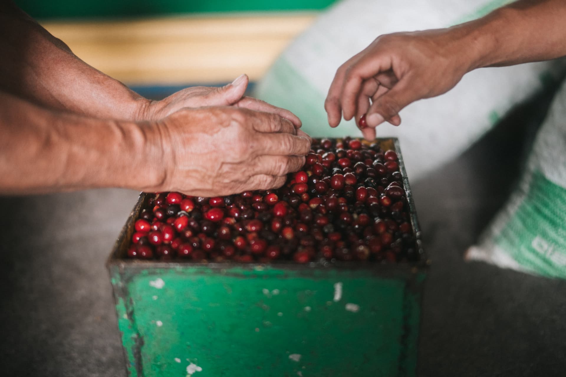 Selección de cerezas maduras